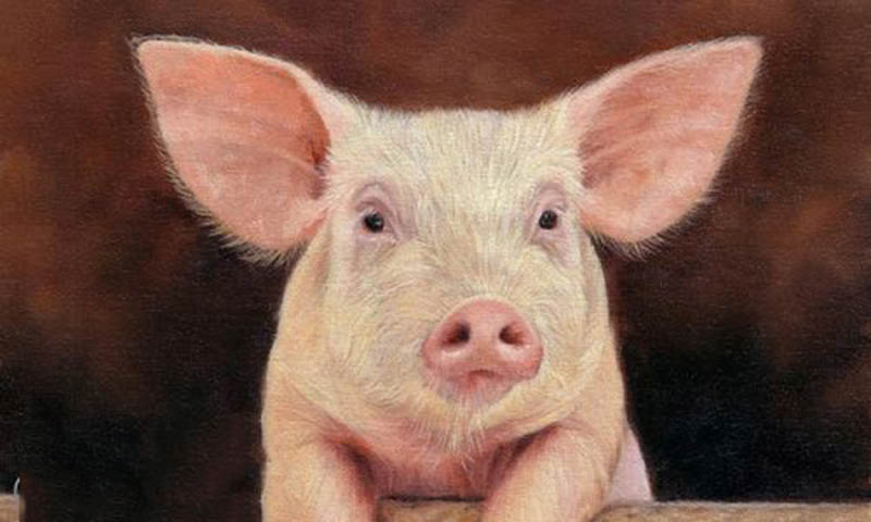 Tuổi quý Hợi hợp màu gì