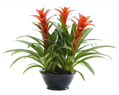 tuoi-nham-tuat-trong-cay-gi-hop-6