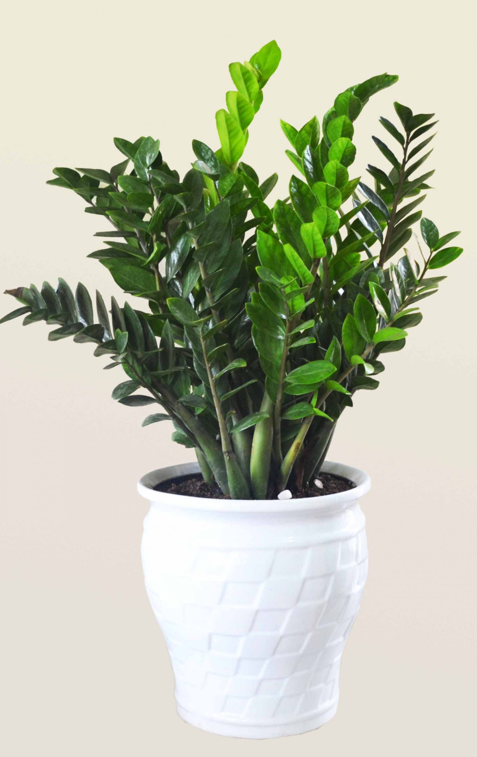 tuoi-nham-tuat-trong-cay-gi-hop-9