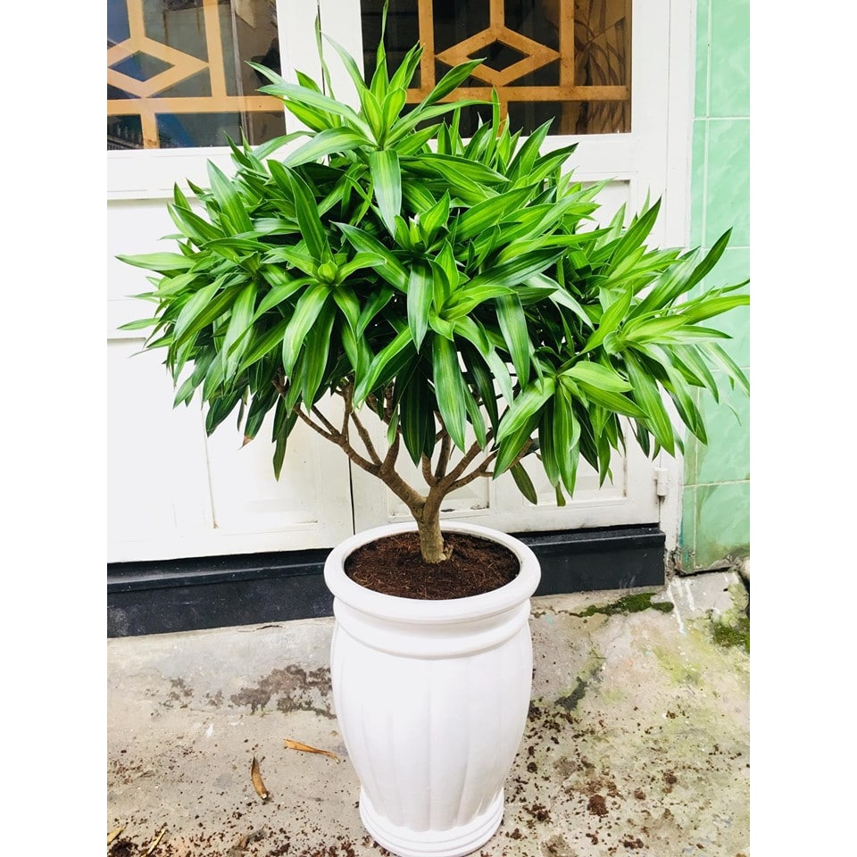 tuoi-nham-tuat-trong-cay-gi-hop-11