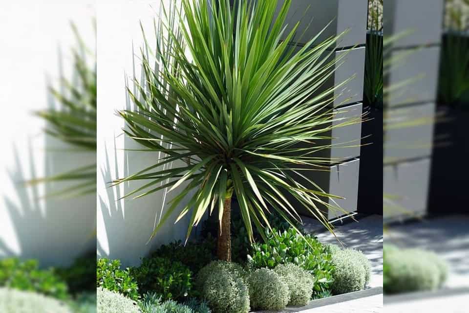 tuoi-nham-tuat-trong-cay-gi-hop-10