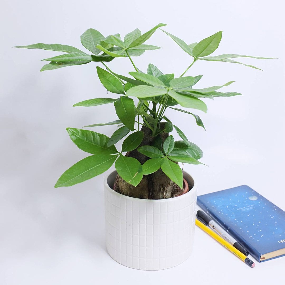 tuoi-nham-tuat-trong-cay-gi-hop-2