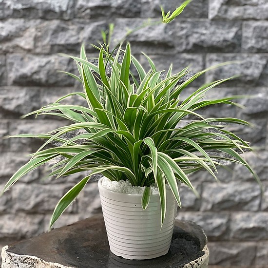 tuoi-nham-tuat-trong-cay-gi-hop-5