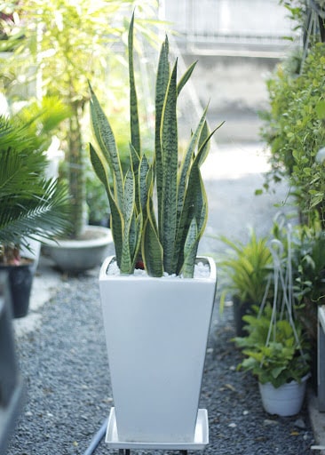 tuoi-nham-tuat-trong-cay-gi-hop-8