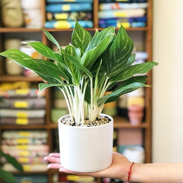 tuoi-nham-tuat-trong-cay-gi-hop-4